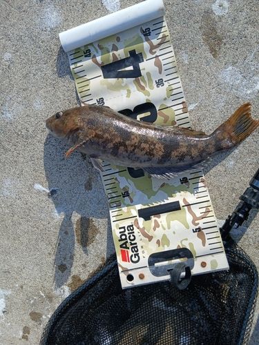 アイナメの釣果