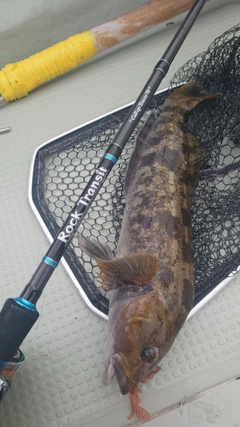 アイナメの釣果