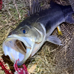 スズキの釣果