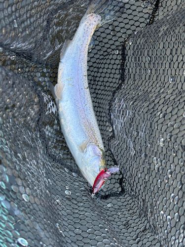 ニジマスの釣果