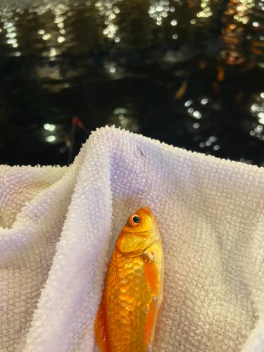 キンギョの釣果