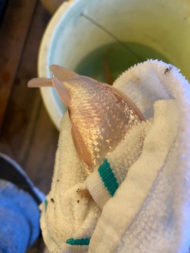 キンギョの釣果