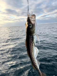 スケトウダラの釣果