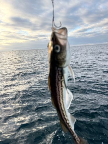 スケトウダラの釣果