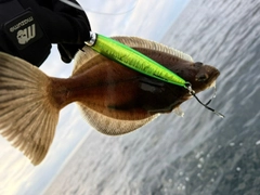 カレイの釣果