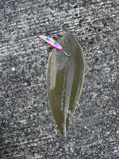 シタビラメの釣果