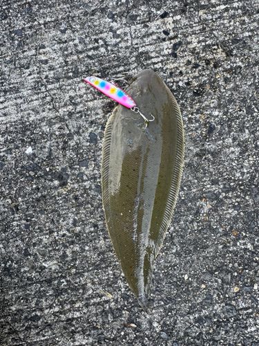 シタビラメの釣果