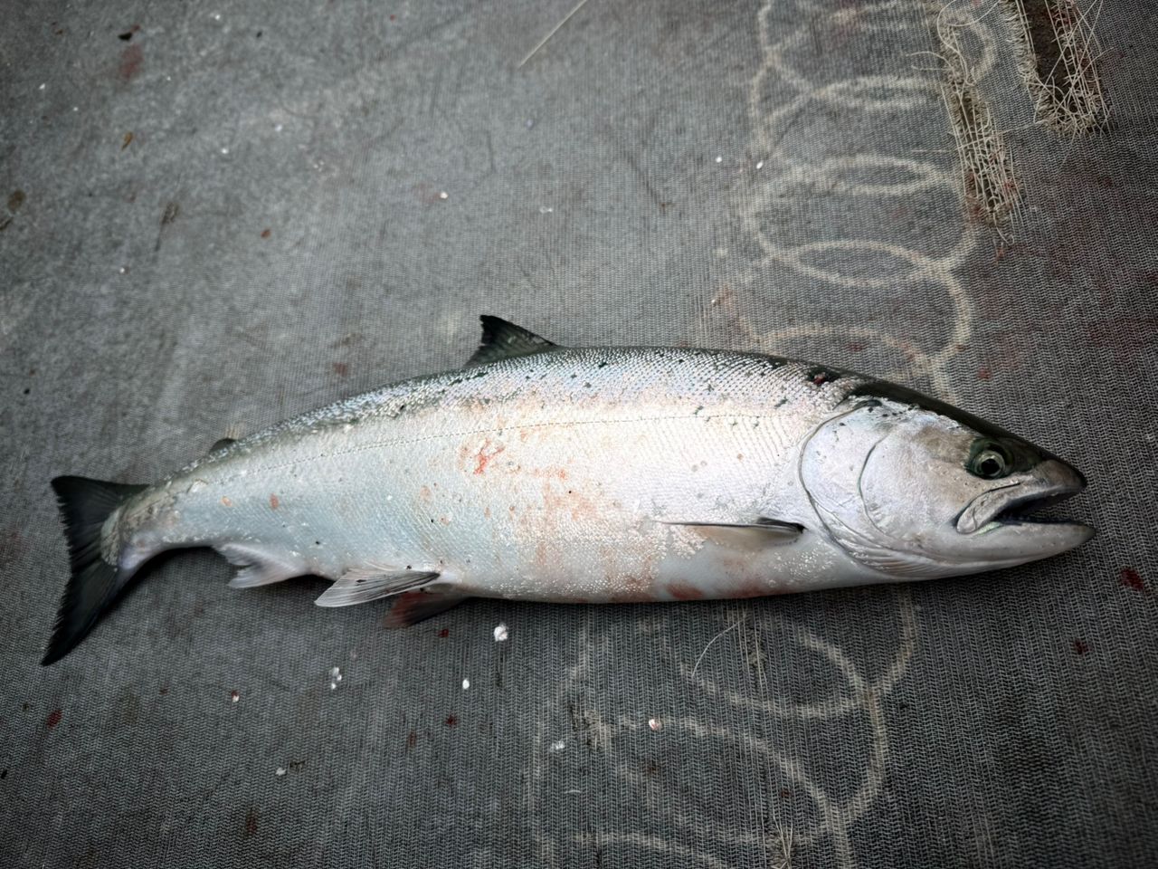 SHIMANO 18ワールドシャウラ 1651FF-3の最安値・インプレ・釣果 | 本音