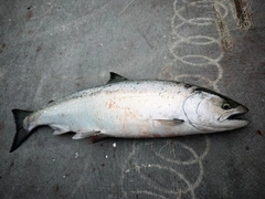 サクラマスの釣果