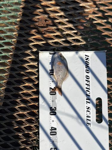 磯子海づり施設