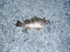 シロメバルの釣果