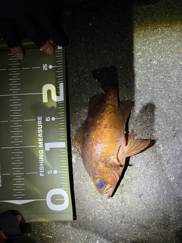 アカメバルの釣果