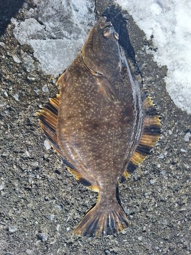 カワガレイの釣果