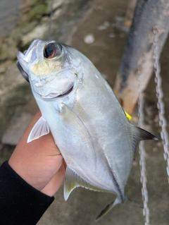 ギンガメアジの釣果