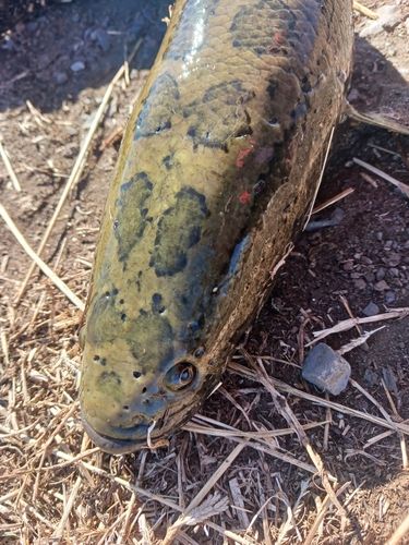 ライギョの釣果