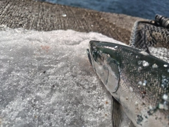 サクラマスの釣果