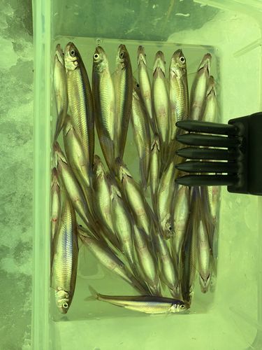 ワカサギの釣果