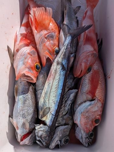 アカムツの釣果