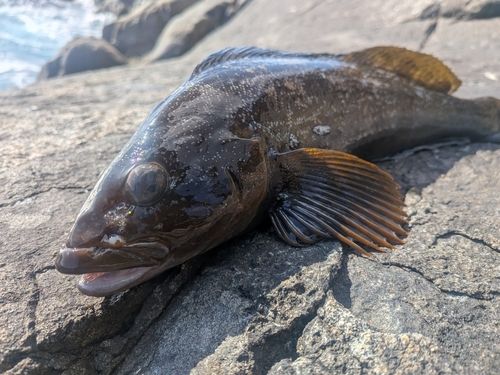 アイナメの釣果
