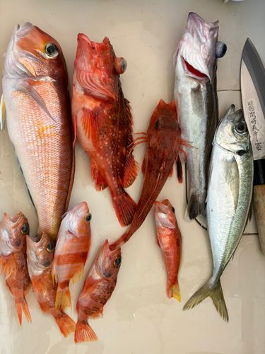 アマダイの釣果