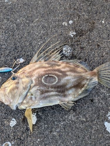 マトウダイの釣果