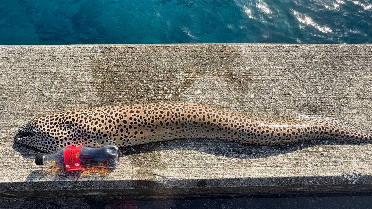 DAIWA 23バトルゲーム BKG（ブッコミゲーム） T XH480の最安値