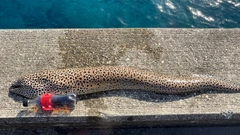 ウツボの釣果