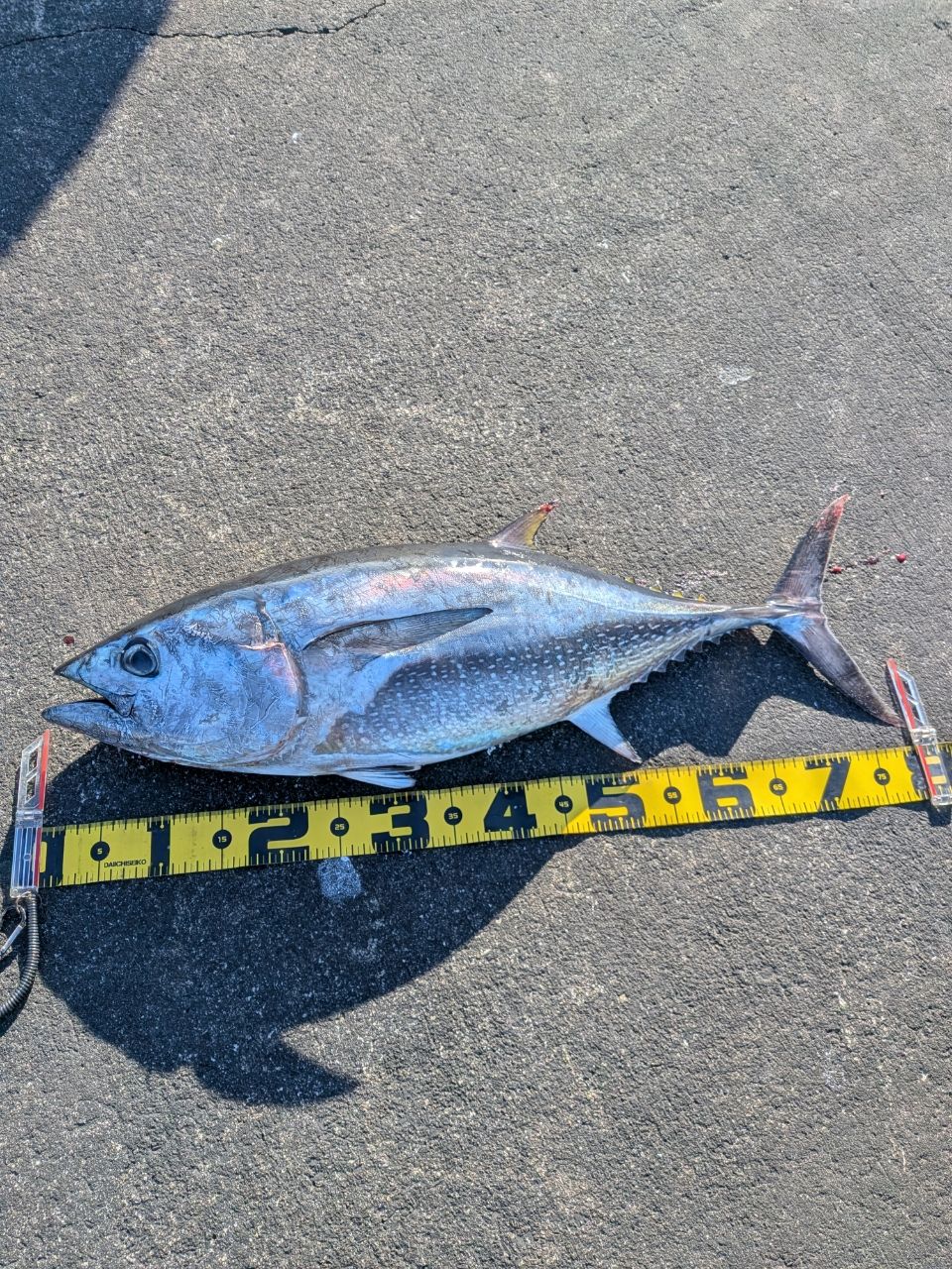 コシナガマグロ