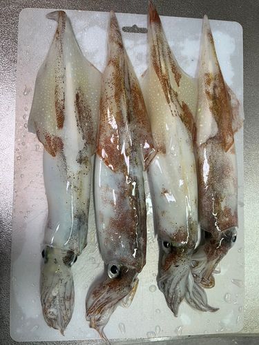 ササイカの釣果