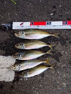 マアジの釣果