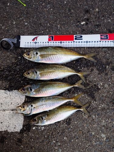 マアジの釣果