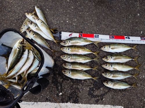 マアジの釣果