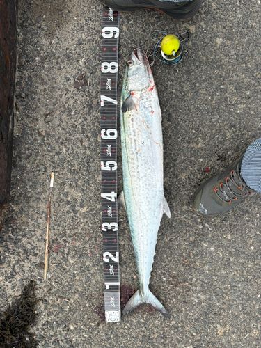 サワラの釣果