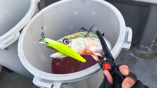 サゴシの釣果