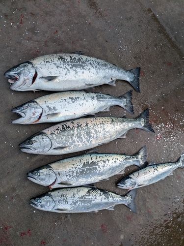 サクラマスの釣果