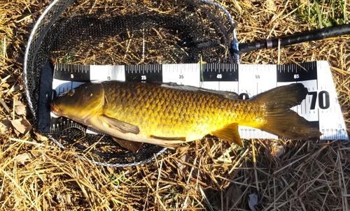 コイの釣果