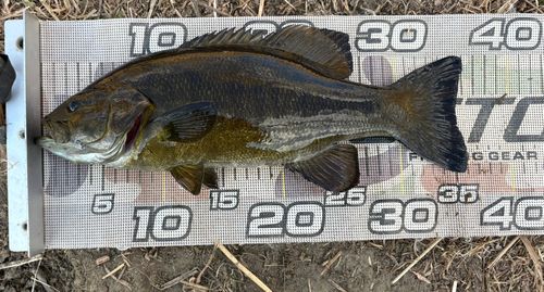 スモールマウスバスの釣果