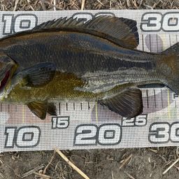 スモールマウスバス