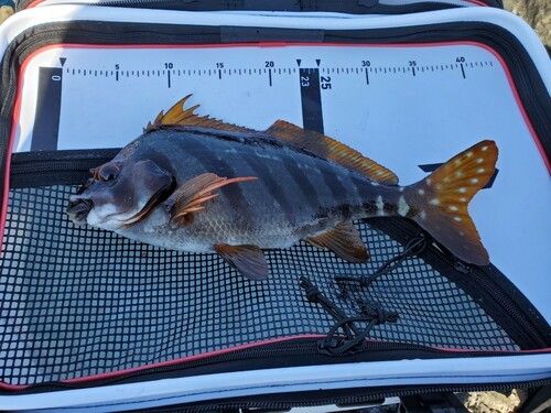 タカノハダイの釣果