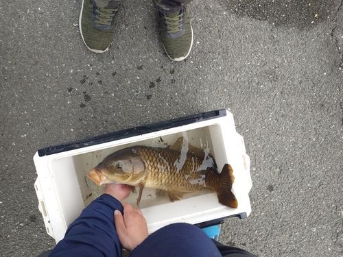 コイの釣果