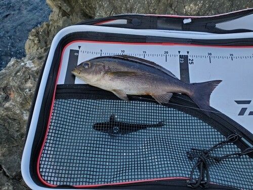 イサキの釣果
