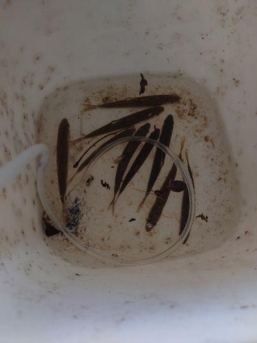 タカハヤの釣果