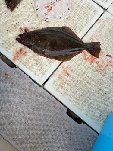 ヒラメの釣果