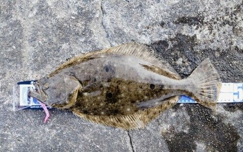 ヒラメの釣果