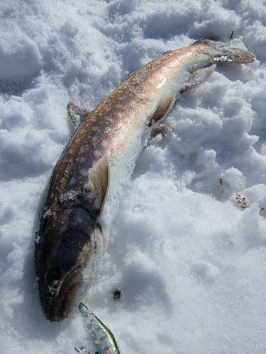 アメマスの釣果