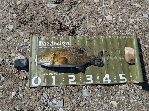 スモールマウスバスの釣果