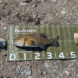 スモールマウスバス