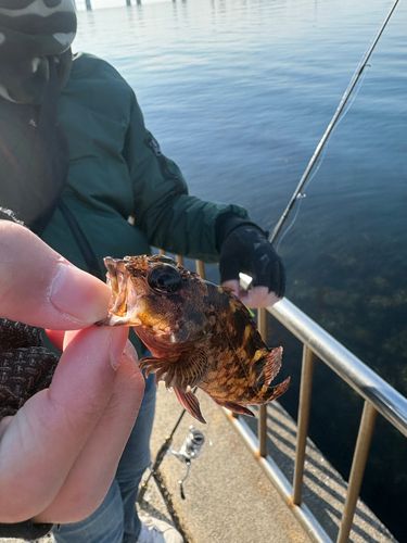 セントレア常滑港前島