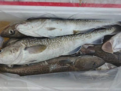 マダラの釣果