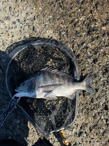 クロダイの釣果